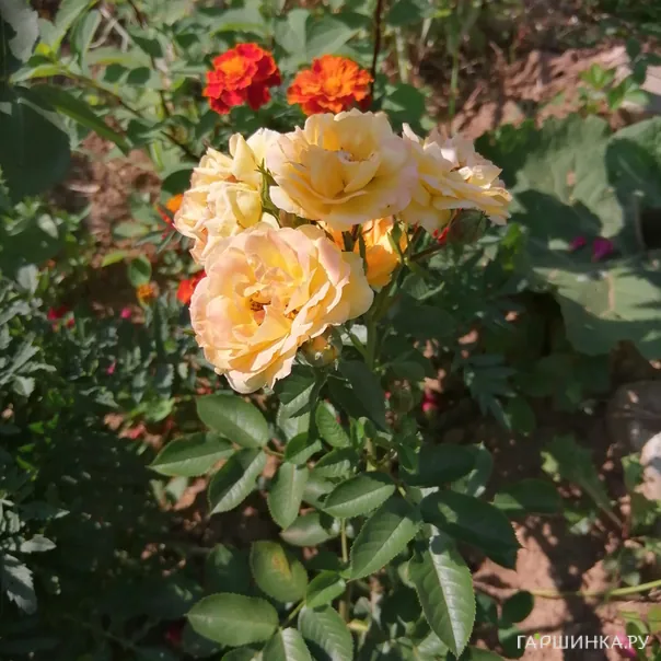 превью изображения отзыва