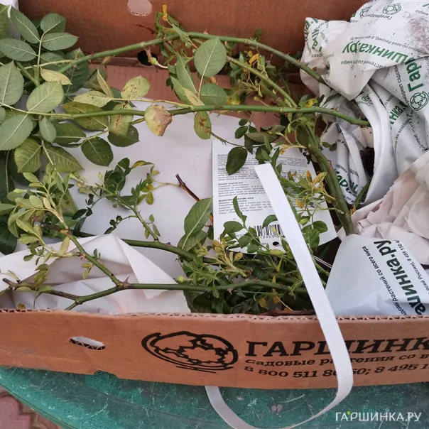 превью изображения отзыва