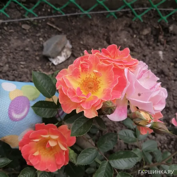 превью изображения отзыва