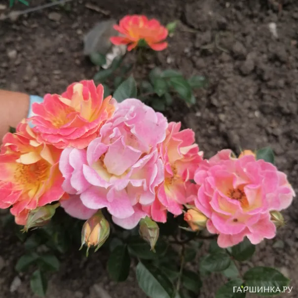 превью изображения отзыва