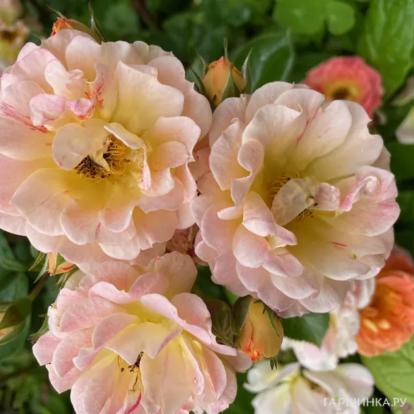 превью изображения отзыва