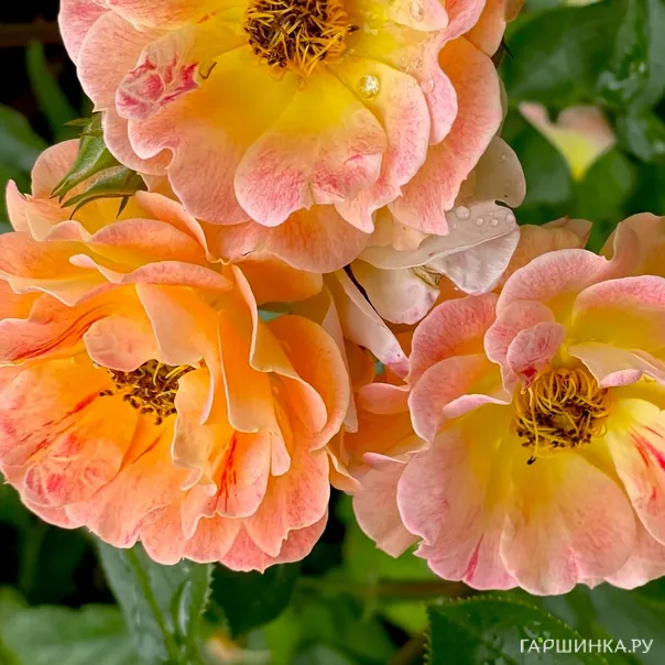 превью изображения отзыва