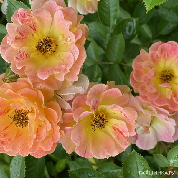 превью изображения отзыва