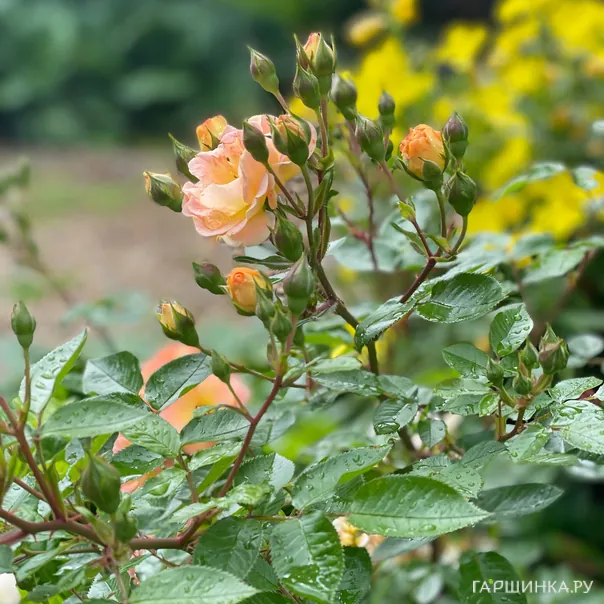 превью изображения отзыва