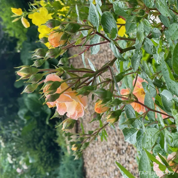 превью изображения отзыва