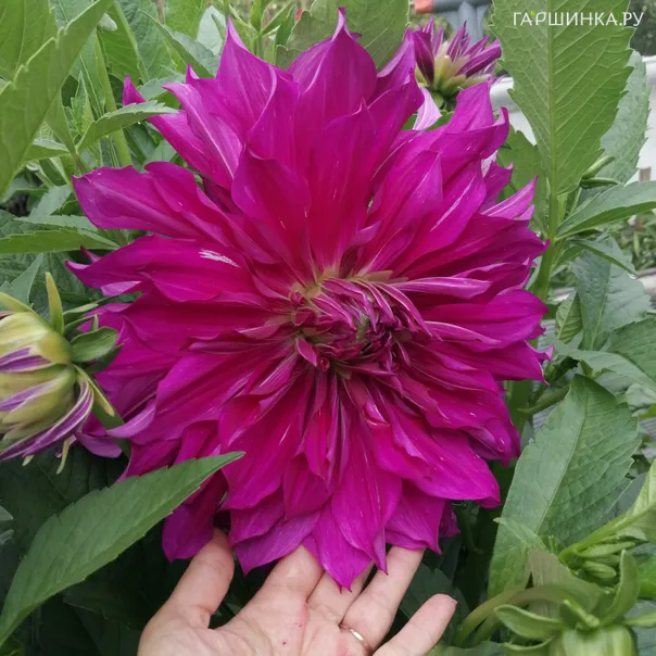 превью изображения отзыва