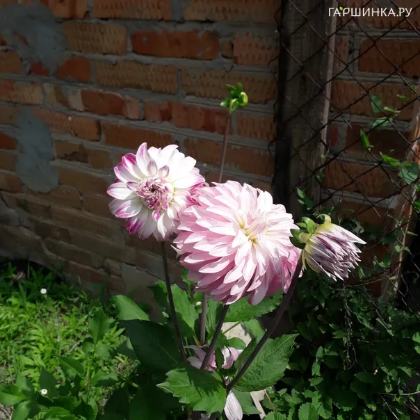 превью изображения отзыва