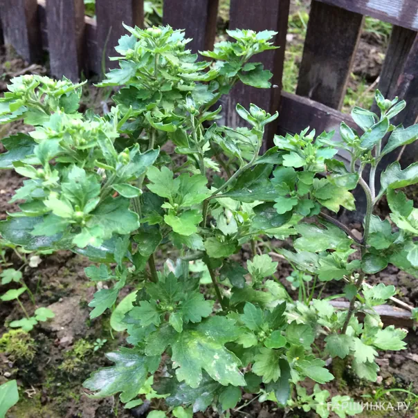 превью изображения отзыва