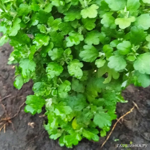 превью изображения отзыва