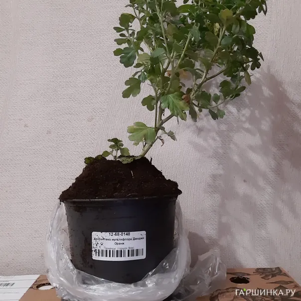 превью изображения отзыва