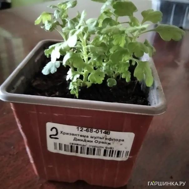 превью изображения отзыва