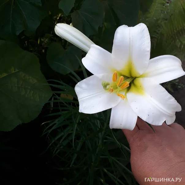 превью изображения отзыва