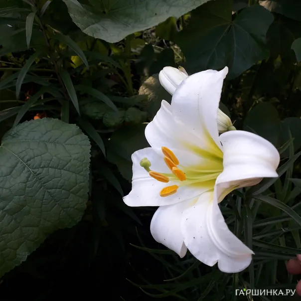 превью изображения отзыва