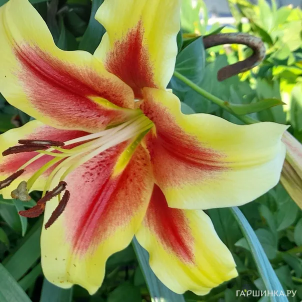 превью изображения отзыва