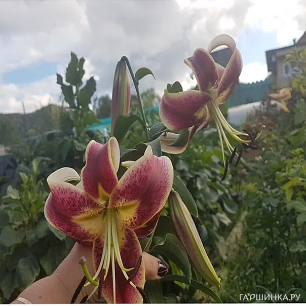 превью изображения отзыва