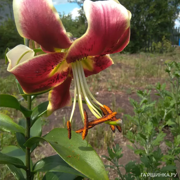 превью изображения отзыва