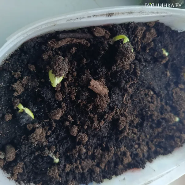 превью изображения отзыва