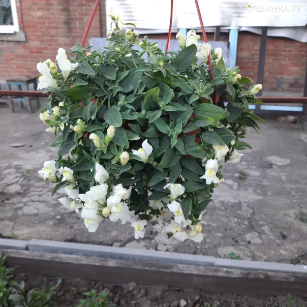 превью изображения отзыва