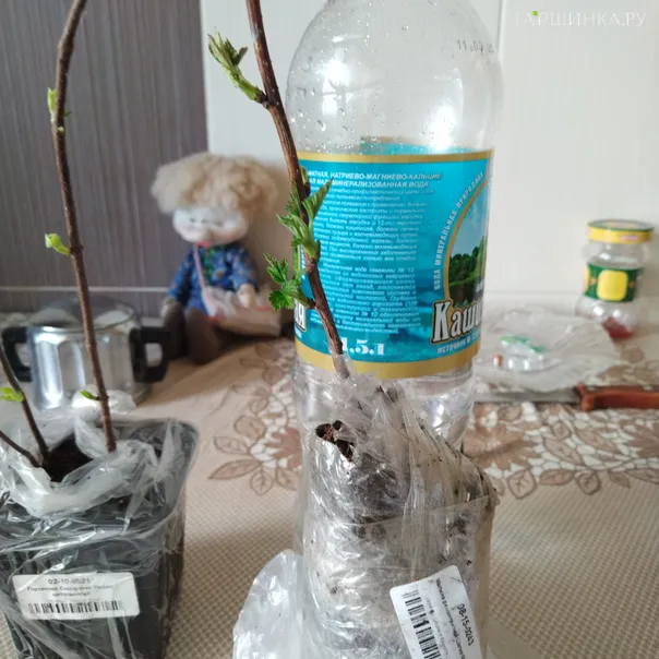 превью изображения отзыва