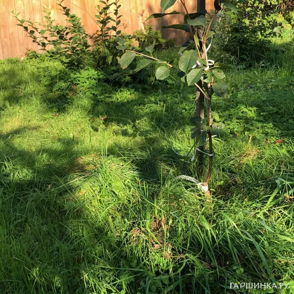 превью изображения отзыва