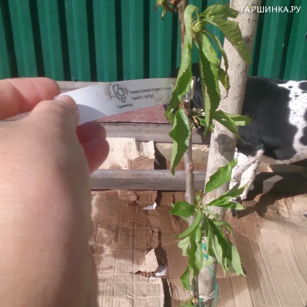 превью изображения отзыва