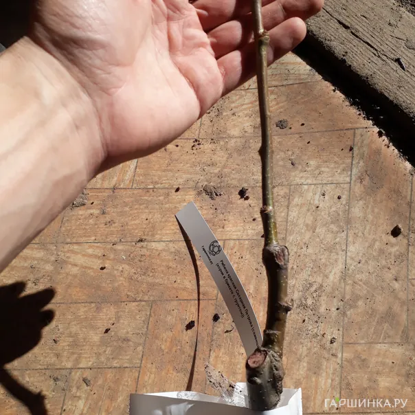 превью изображения отзыва