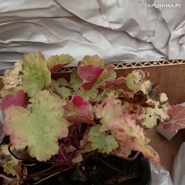 превью изображения отзыва
