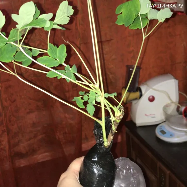 превью изображения отзыва