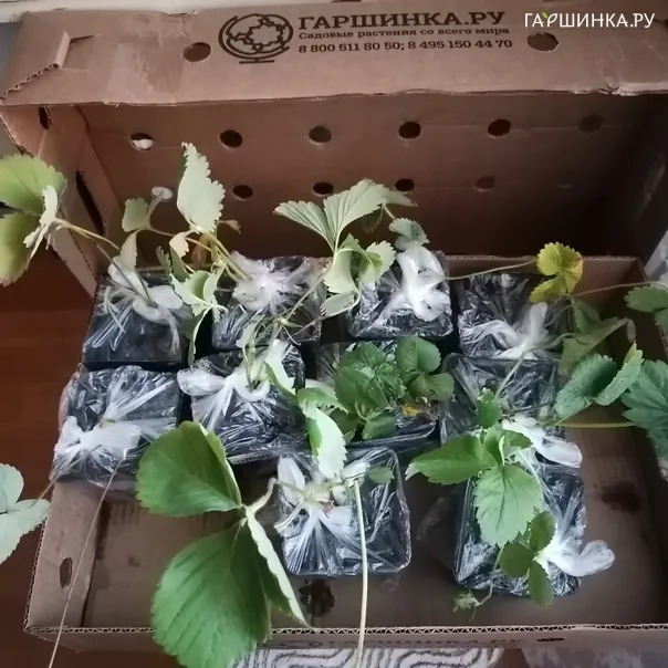 превью изображения отзыва
