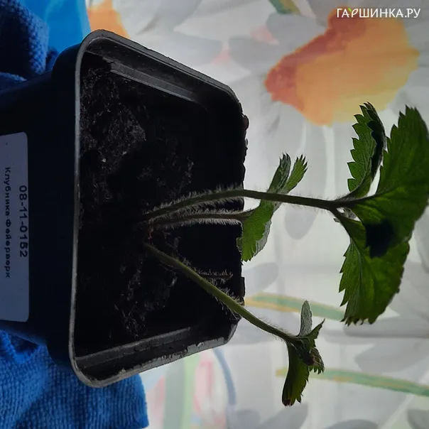 превью изображения отзыва