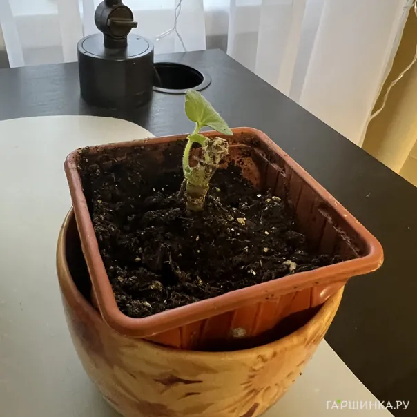 превью изображения отзыва