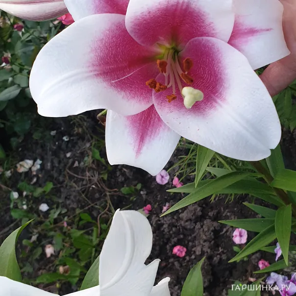 превью изображения отзыва