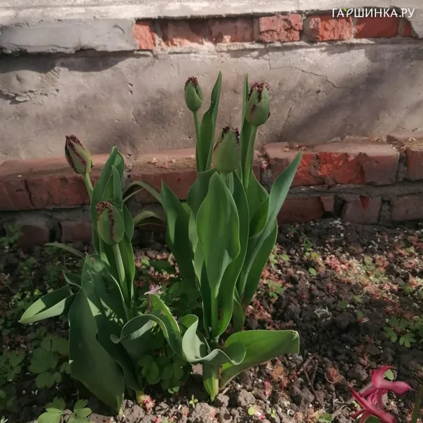 превью изображения отзыва