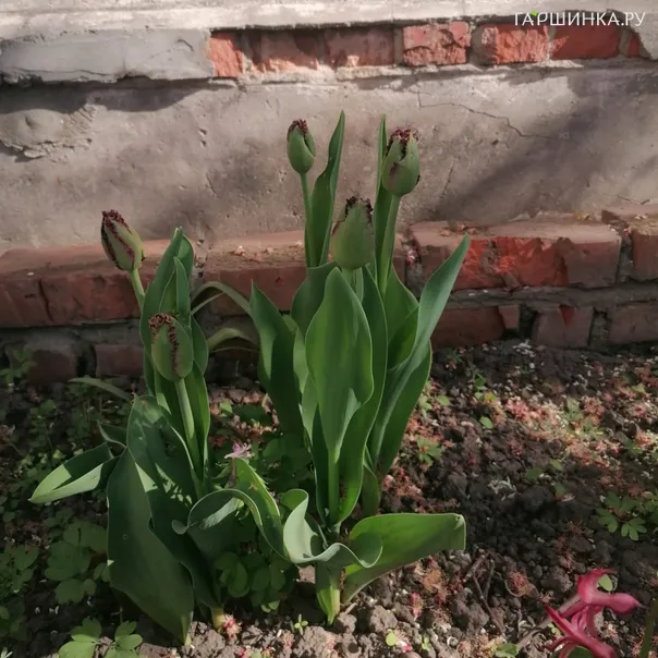 превью изображения отзыва