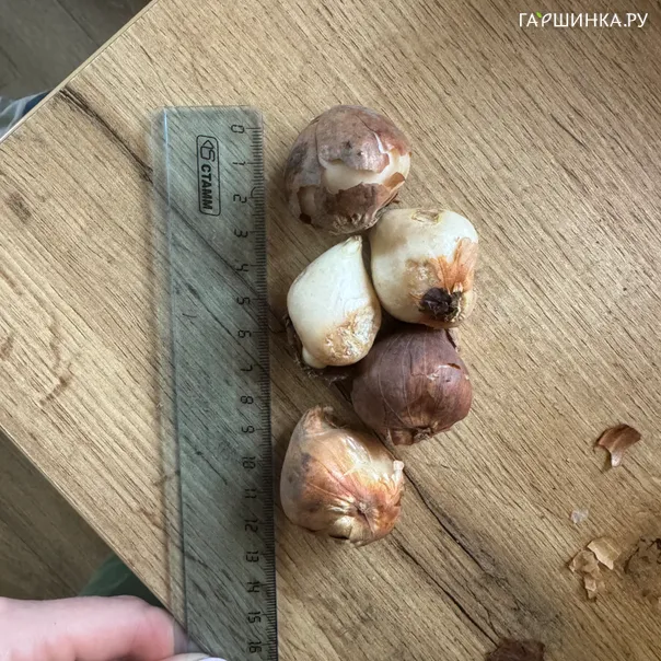 превью изображения отзыва