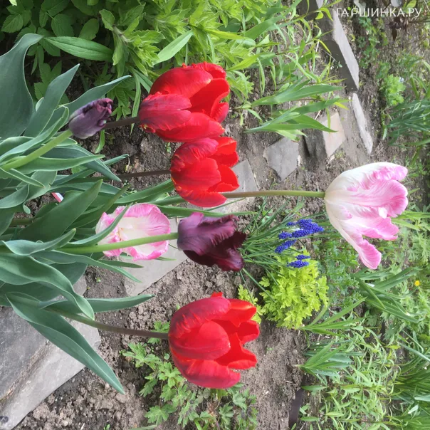 превью изображения отзыва