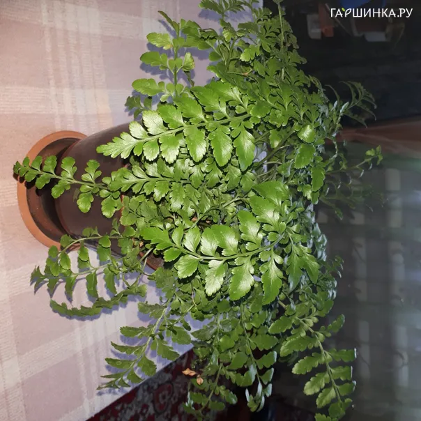 превью изображения отзыва