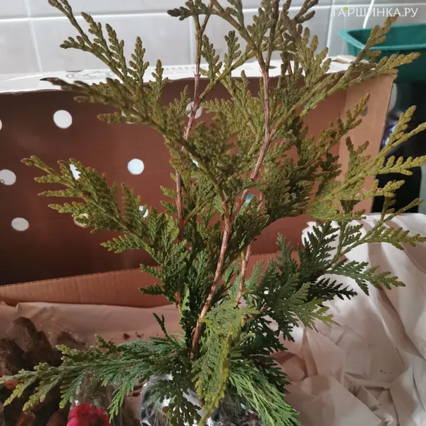 превью изображения отзыва