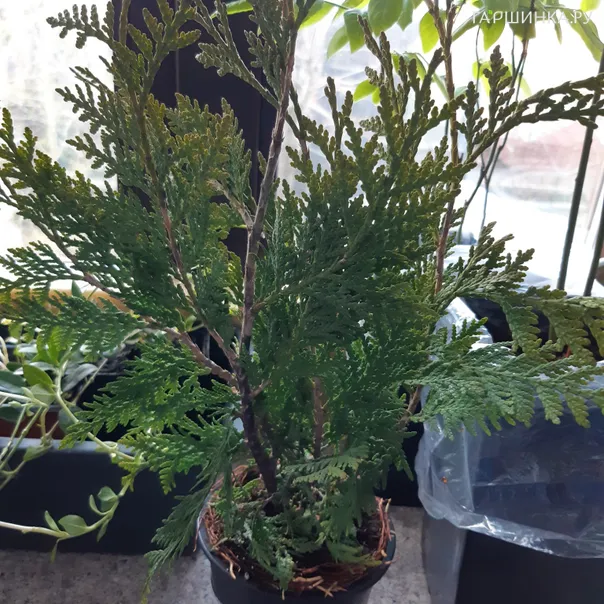 превью изображения отзыва