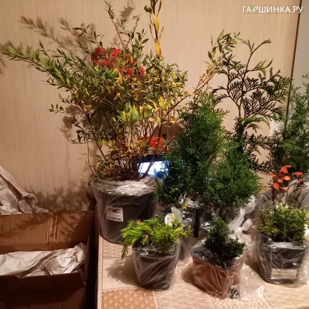 превью изображения отзыва