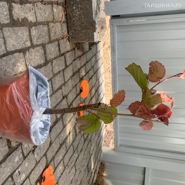 превью изображения отзыва