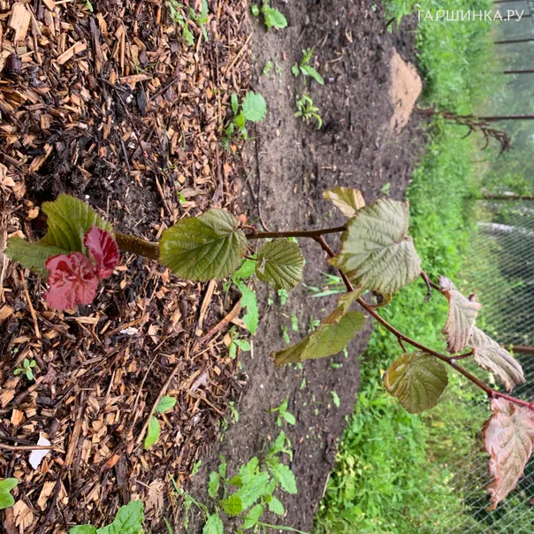 превью изображения отзыва