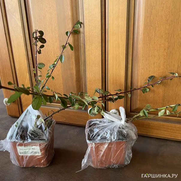 превью изображения отзыва