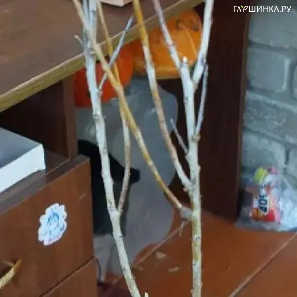 превью изображения отзыва