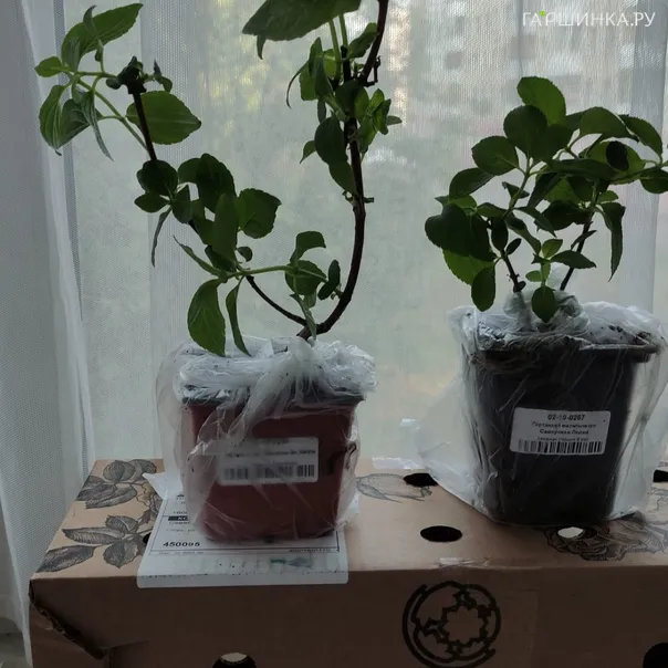 превью изображения отзыва