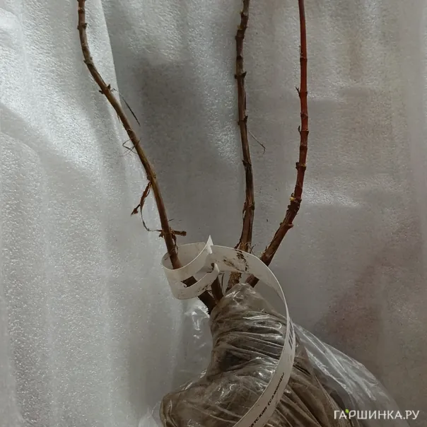 превью изображения отзыва