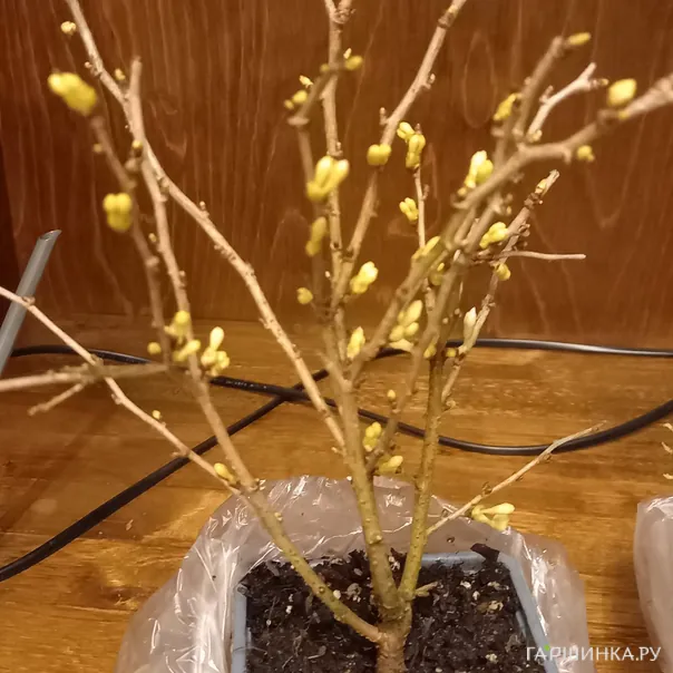 превью изображения отзыва