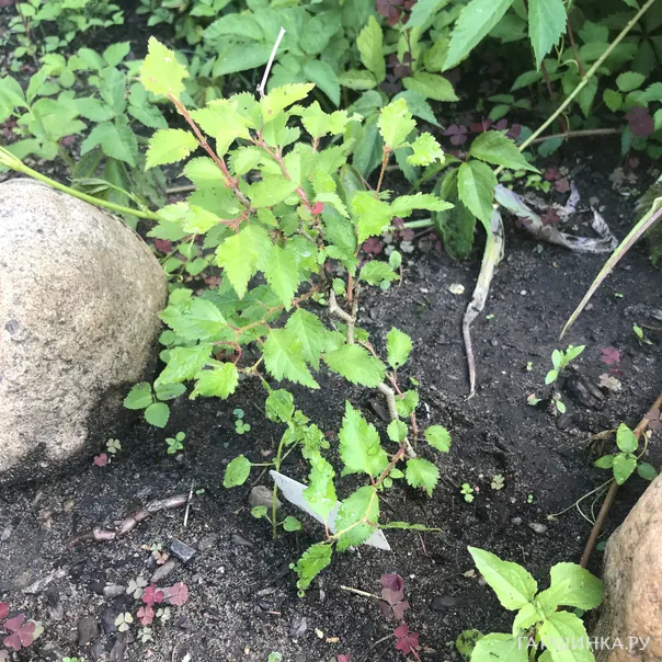 превью изображения отзыва