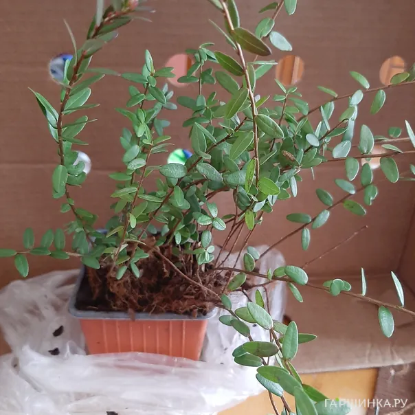 превью изображения отзыва