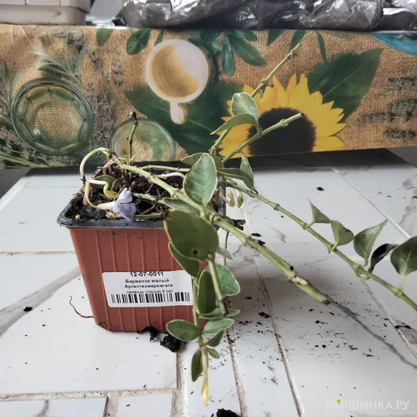 превью изображения отзыва